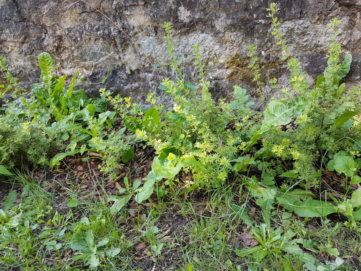 Fingerstrauch mit Unkraut an der Begrenzungsmauer des Kirchenvorplatzes im Detail