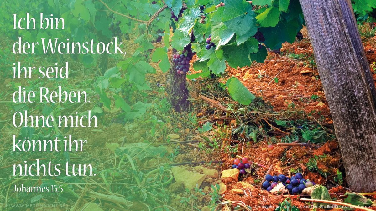 Ich bin der Weinstock, ihr seid die Reben. Wer in mir bleibt und ich in ihm, der bringt viel Frucht; denn ohne mich könnt ihr nichts tun.