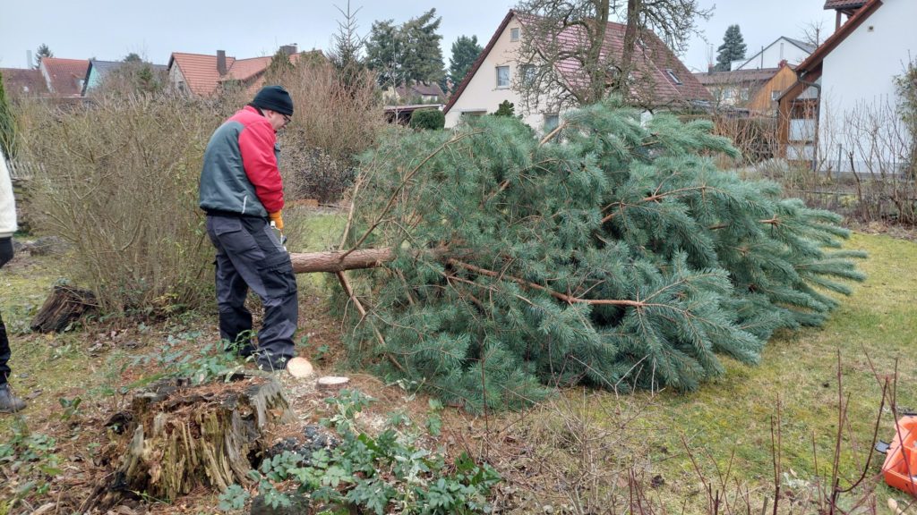 Die Reise unseres Christbaumes beginnt. Hier wird er gefällt und transportfähig gemacht.