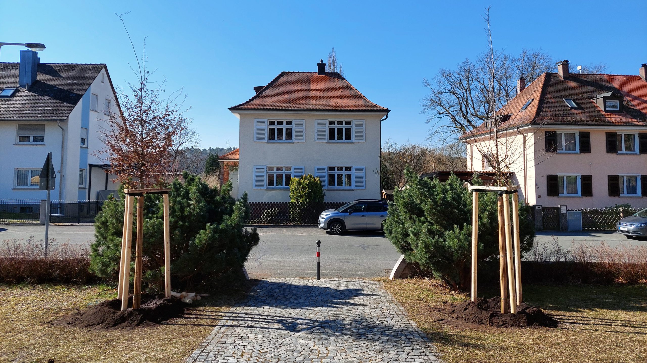Zwei Hainbuchen links und rechts auf dem Weg zum Haupteingang der Stephanuskirche.