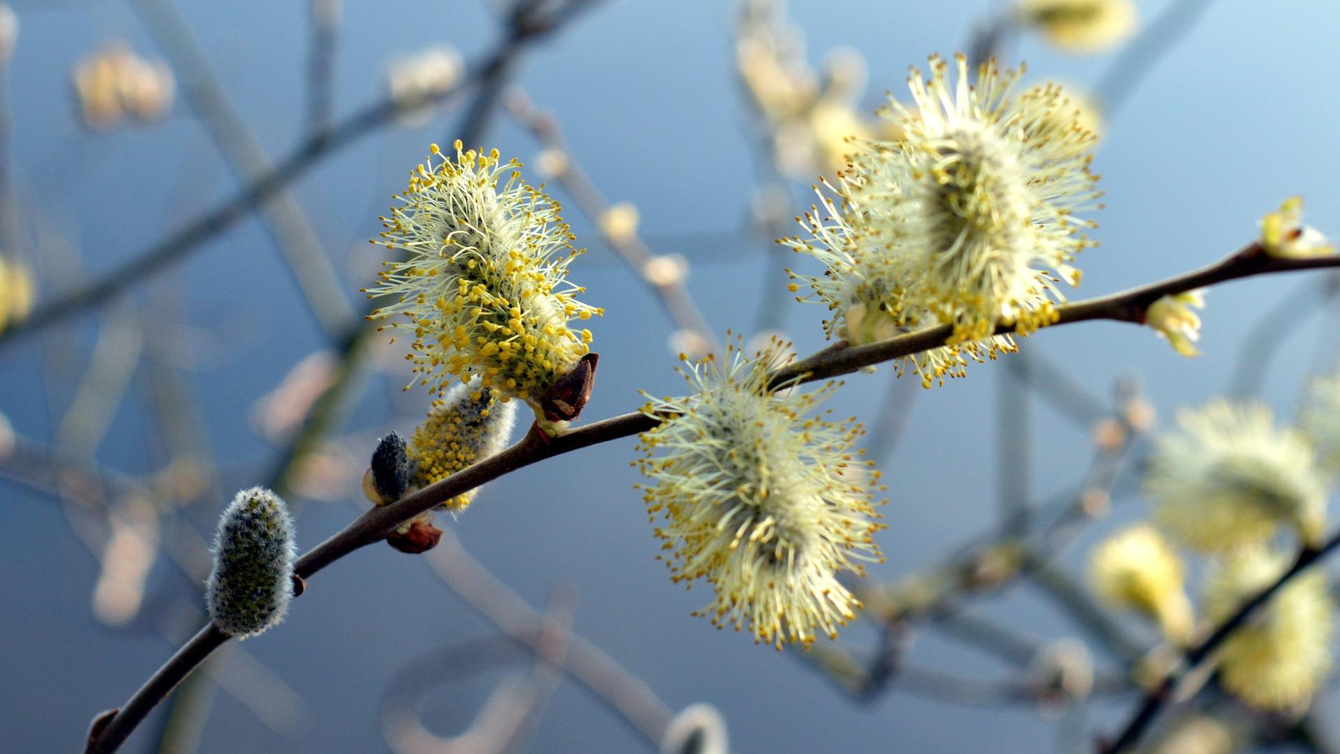 Weidenkätzchen in einer Detailaufnahme - Ein Frühlingsbote