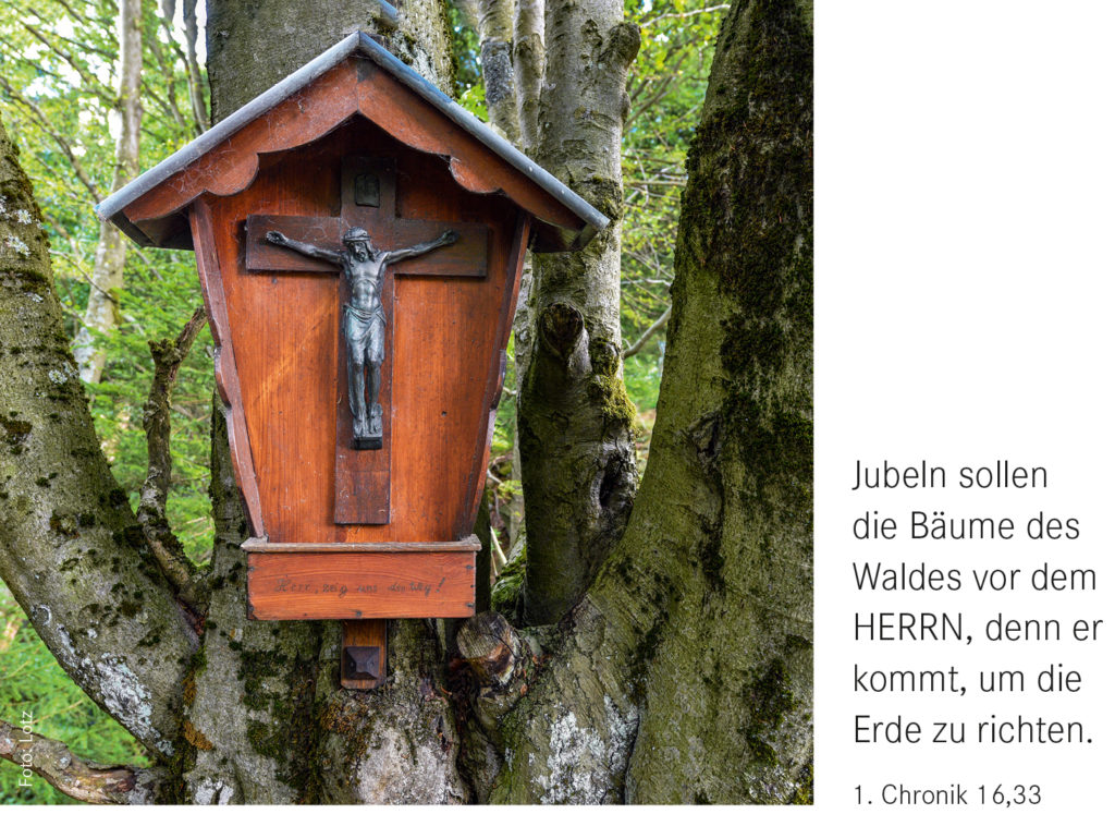 Monatsspruch August 2022: Jubeln sollen die Bäume des Waldes vor dem HERRN, denn er kommt, um die Erde zu richten. 1. Chronik 16,33