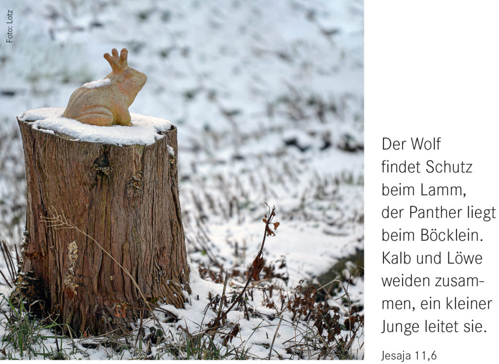 Monatsspruch Dezember 2022:
Der Wolf findet Schutz beim Lamm, der Panther liegt beim Böcklein. Kalb und Löwe weiden zusammen, ein kleiner Junge leitet sie.
Jesaja 11,6